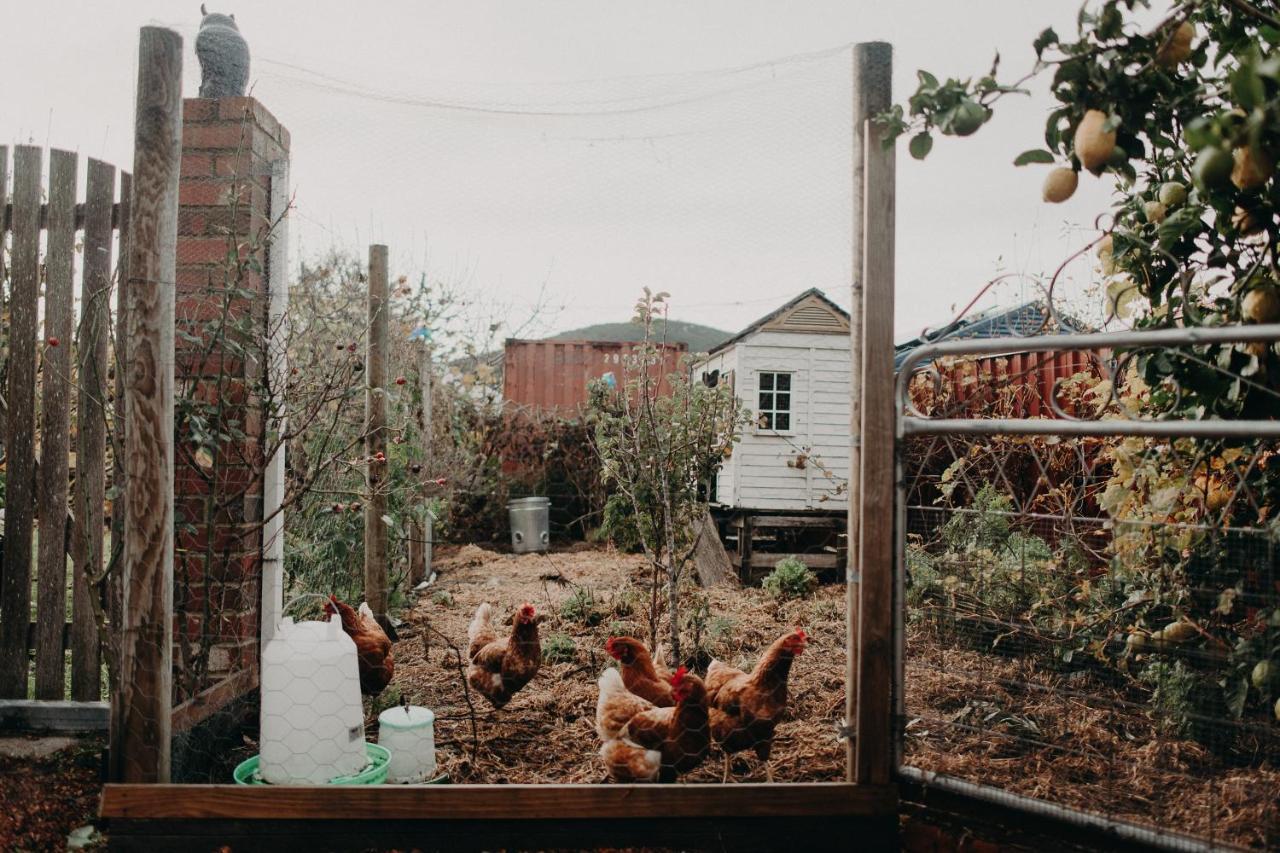 The Allotment Albany - Centrally Located Cottage In Old Олбани Экстерьер фото