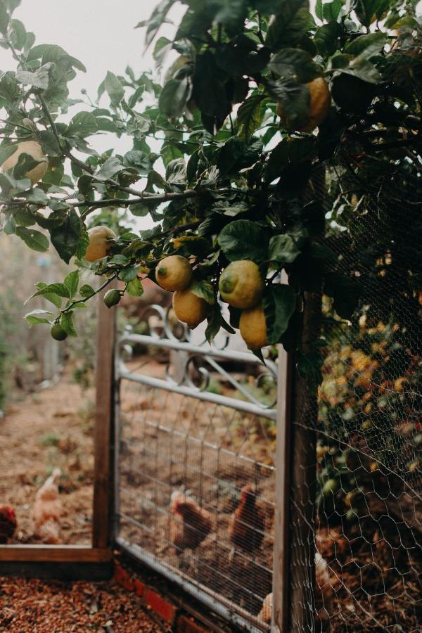 The Allotment Albany - Centrally Located Cottage In Old Олбани Экстерьер фото